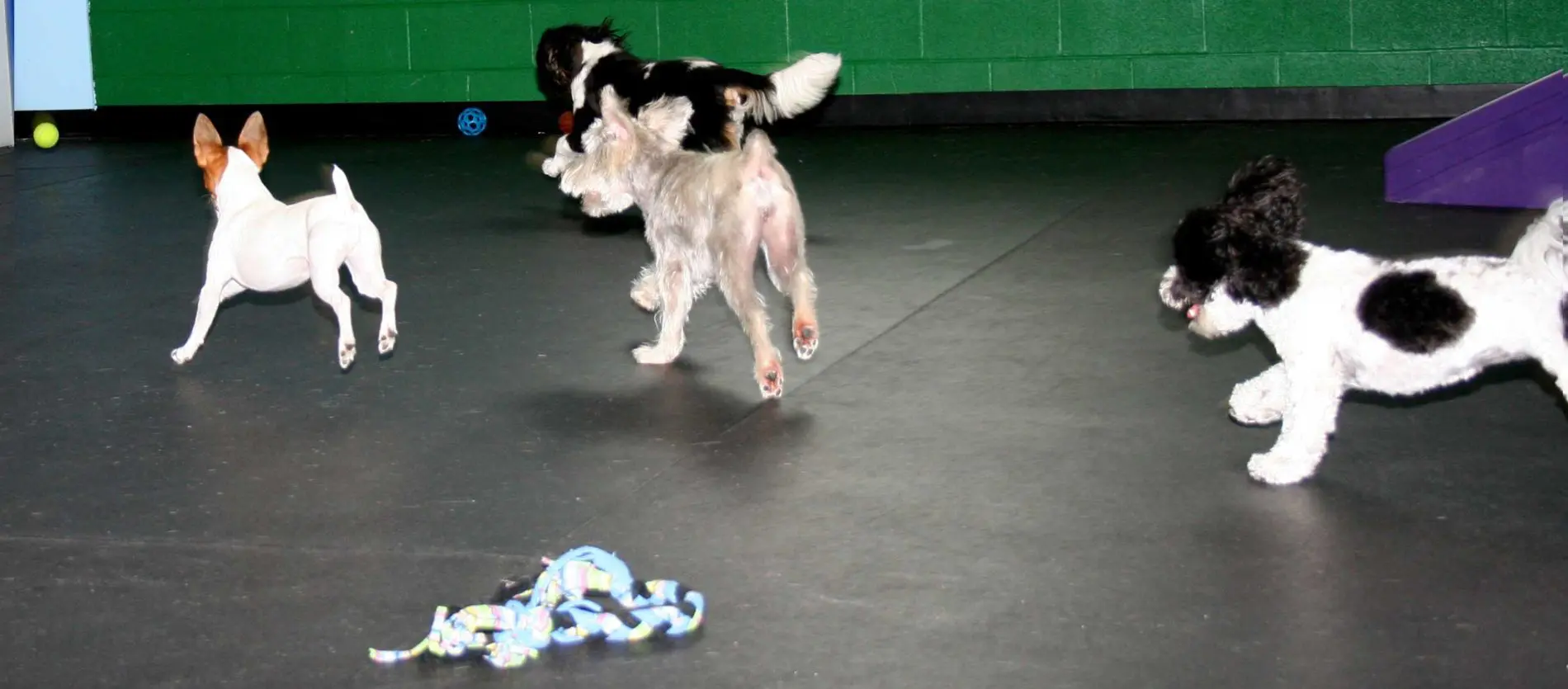 Four small dogs run through an indoor dog daycare facility on black mats.