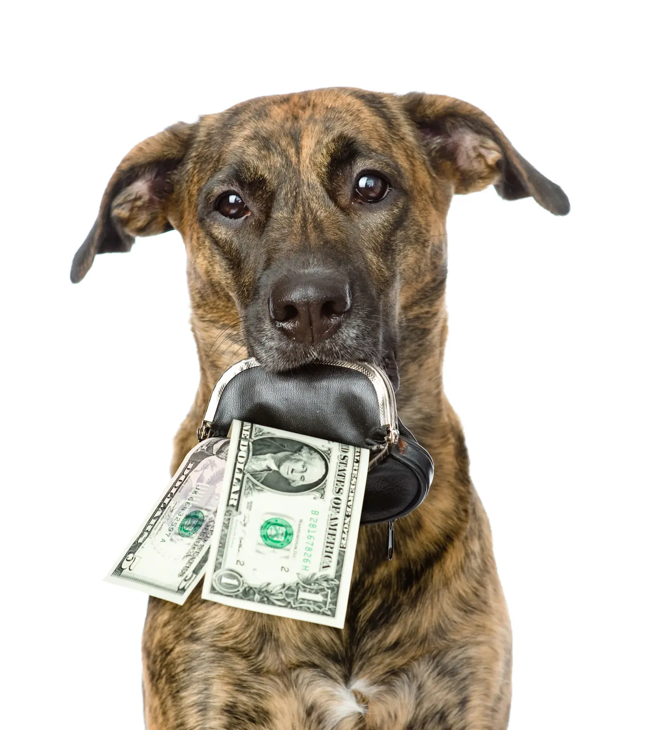 A dog with sad eyes and turned down ears stares ahead while clutching a small black-and-silver coin purse in its mouth. A five-dollar and one-dollar bill are coming out of the coin purse.