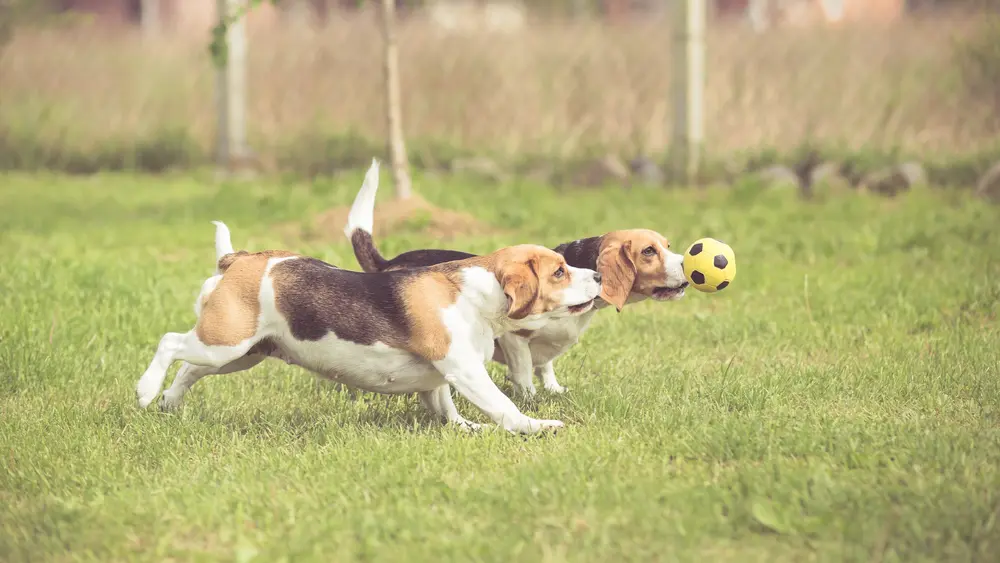 Two beagles play with a small yellow soccer ball toy within a fenced in area.