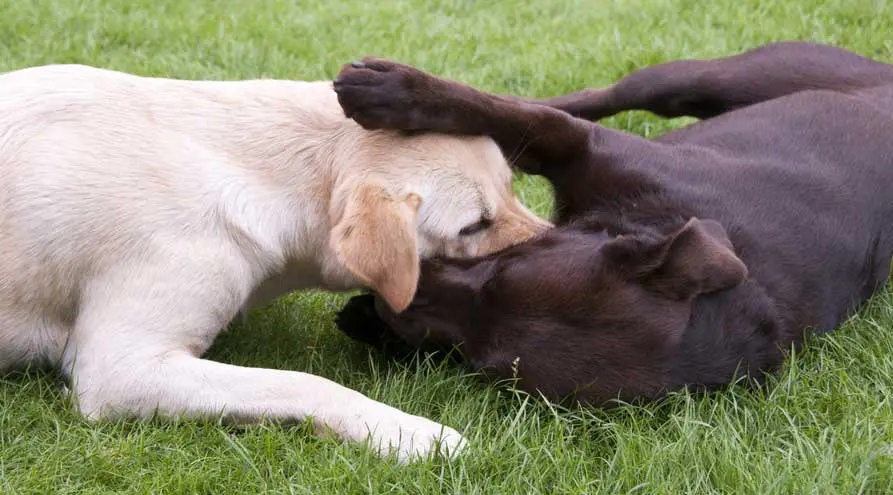 Two dogs lay in the green grass while playing with one another.