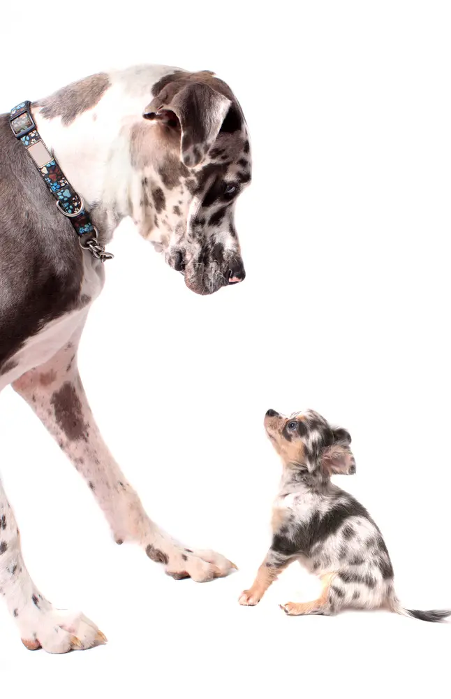 Big spotted dog looking down at a tiny spotted dog with similar black, white, and brown coloring.