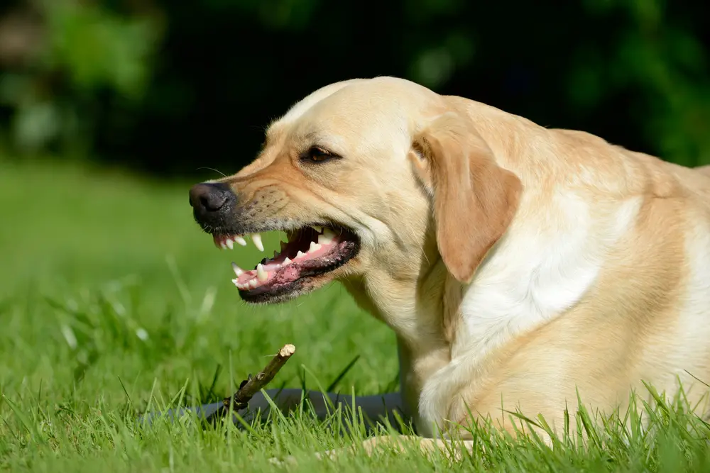 An angry dog bares its teeth while guarding the stick at its feet and lying in green grass.