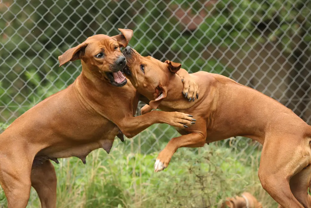 Two large brown dogs fight within a fenced area outside.