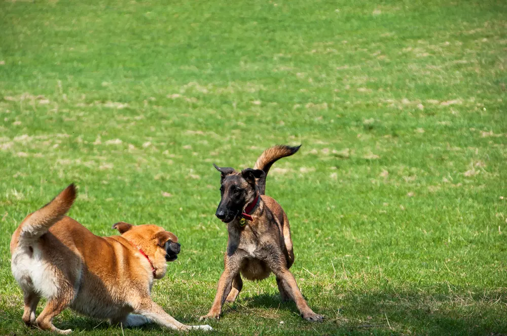 Two brown dogs playing around in the grass at a park