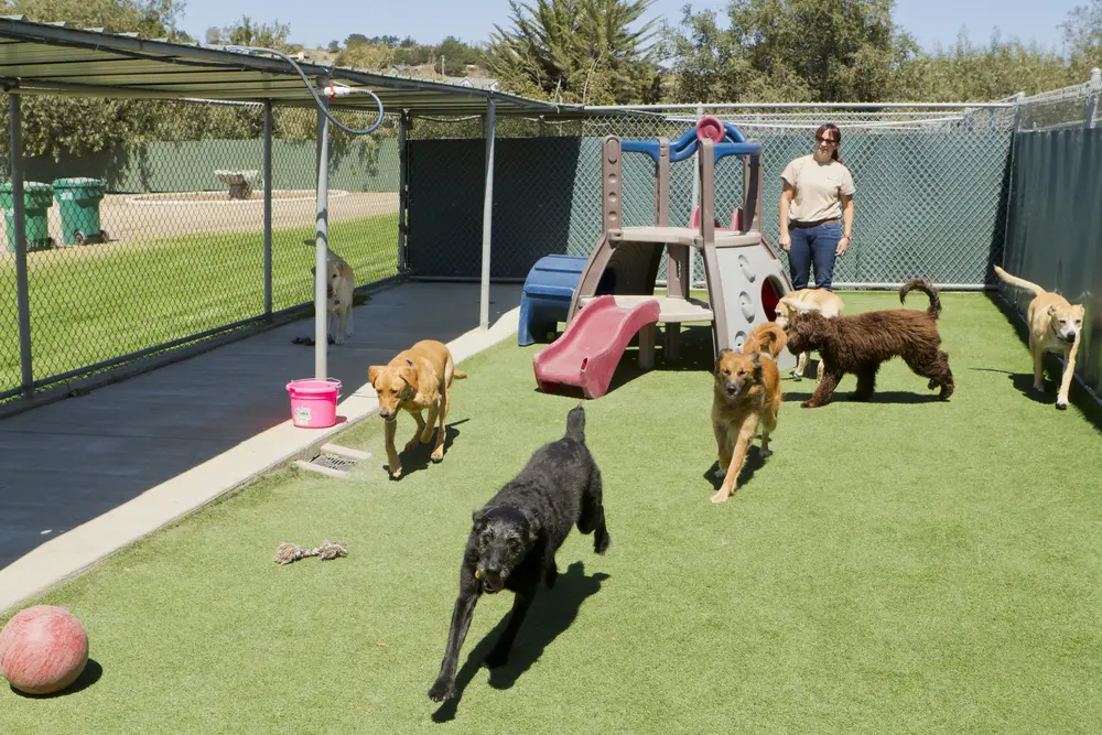 A female trainer watches over a group of seven adult dogs while they play in a fenced-in outdoor daycare facility.