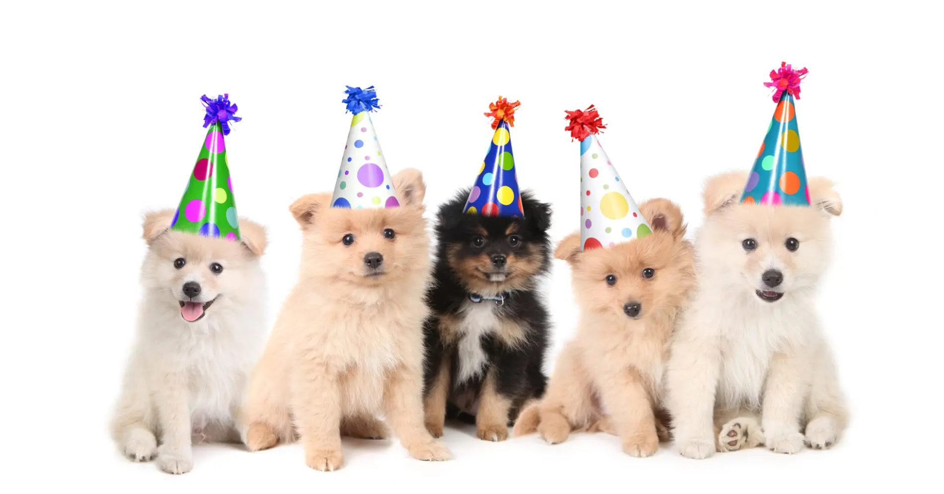 Five puppies sitting down and wearing party hats.