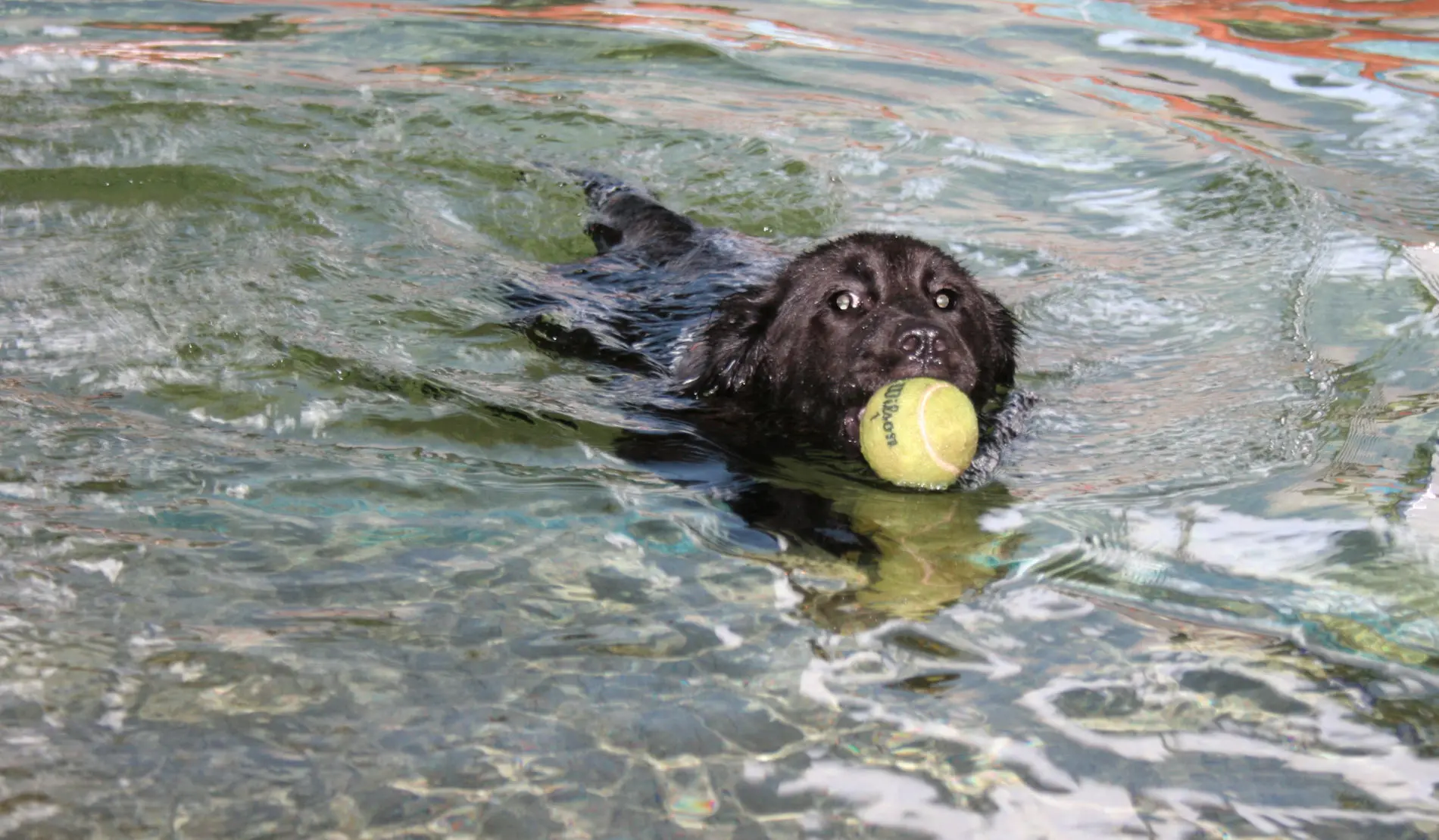 A black dog swims in water with a tennis ball clutched in its mouth.