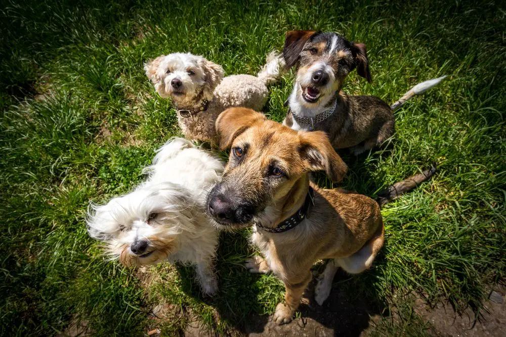 Managing Problem Behaviors in Dog Daycare