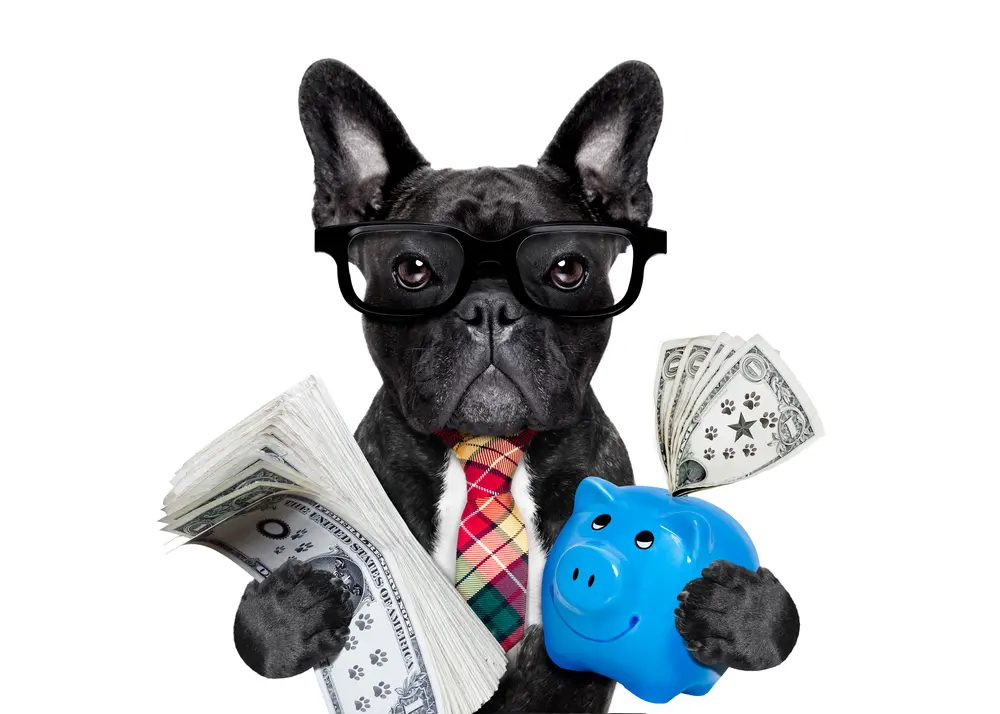 Budget Planning for Your Pet Business