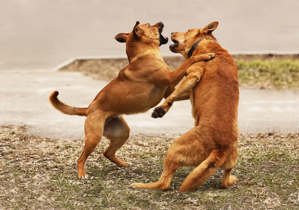 Managing Fights & Bites in Off Leash Play