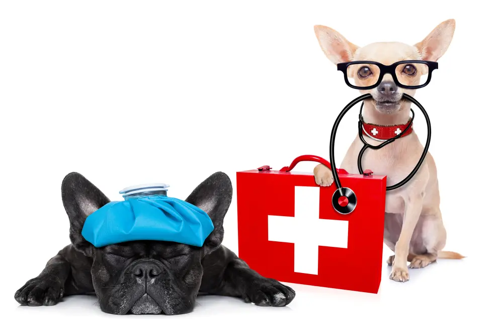 First Aid and CPR Training for Your Pet Business