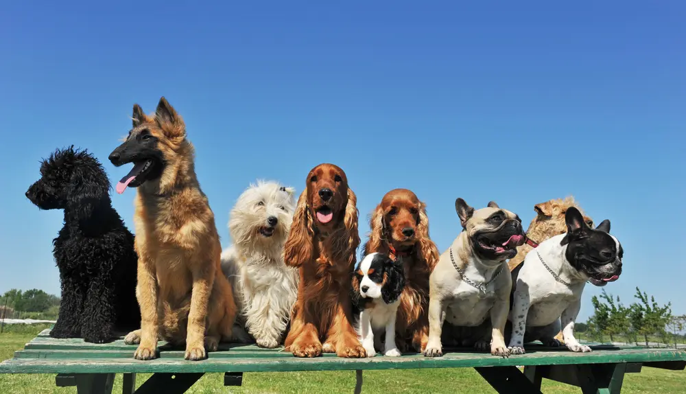 Managing Dog Play Behaviors in Your Pet Business