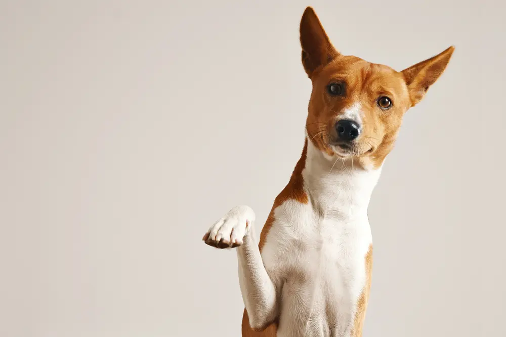 Adding Dog Training Revenue to Your Business