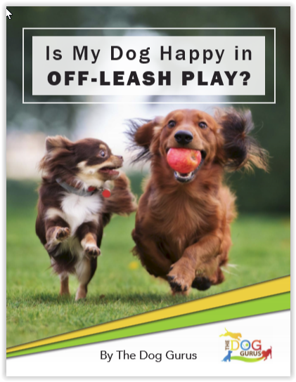 Is My Dog Happy in Off-Leash Play.