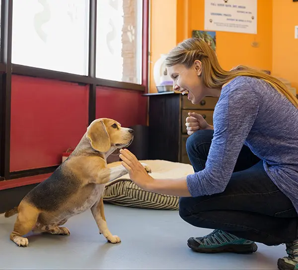 woman teaching a beagle dog how to high five