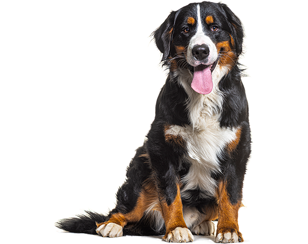 Bernese mountain dog with tongue out