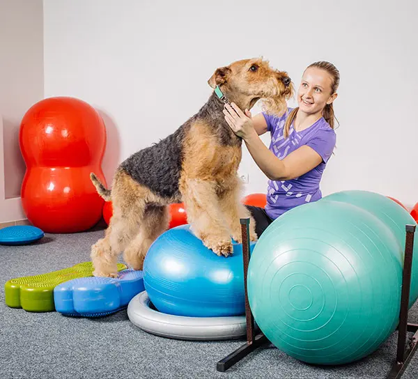 Woman training a dog agility tricks