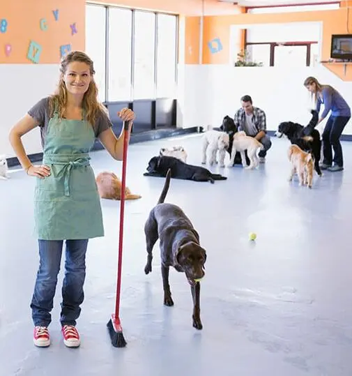 Woman at dog daycare facility wearing an apron and sweeping the floor