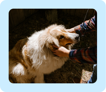 for staff canine body language frame