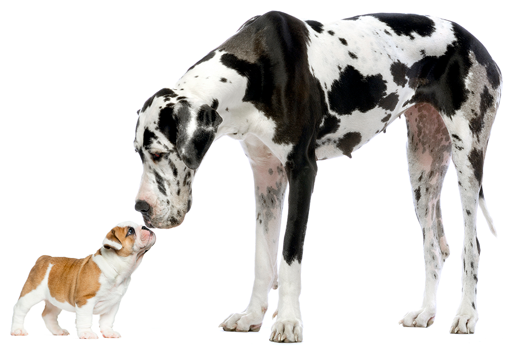 black and white Great dane sniffing a bulldog puppy's nose