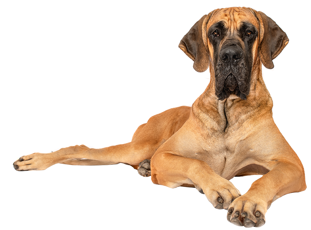 Large fawn colored great dane