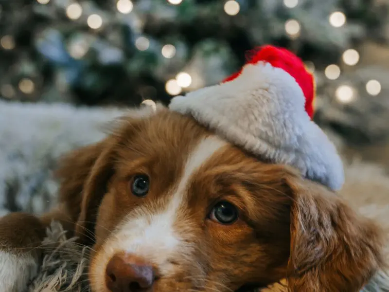 Holiday revenue magic for dog facility owners