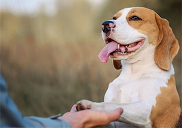 Beagle with tongue out and paw in owners hand