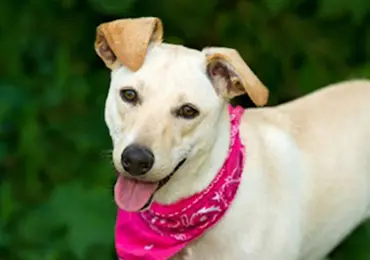 dog wearing pink bandana