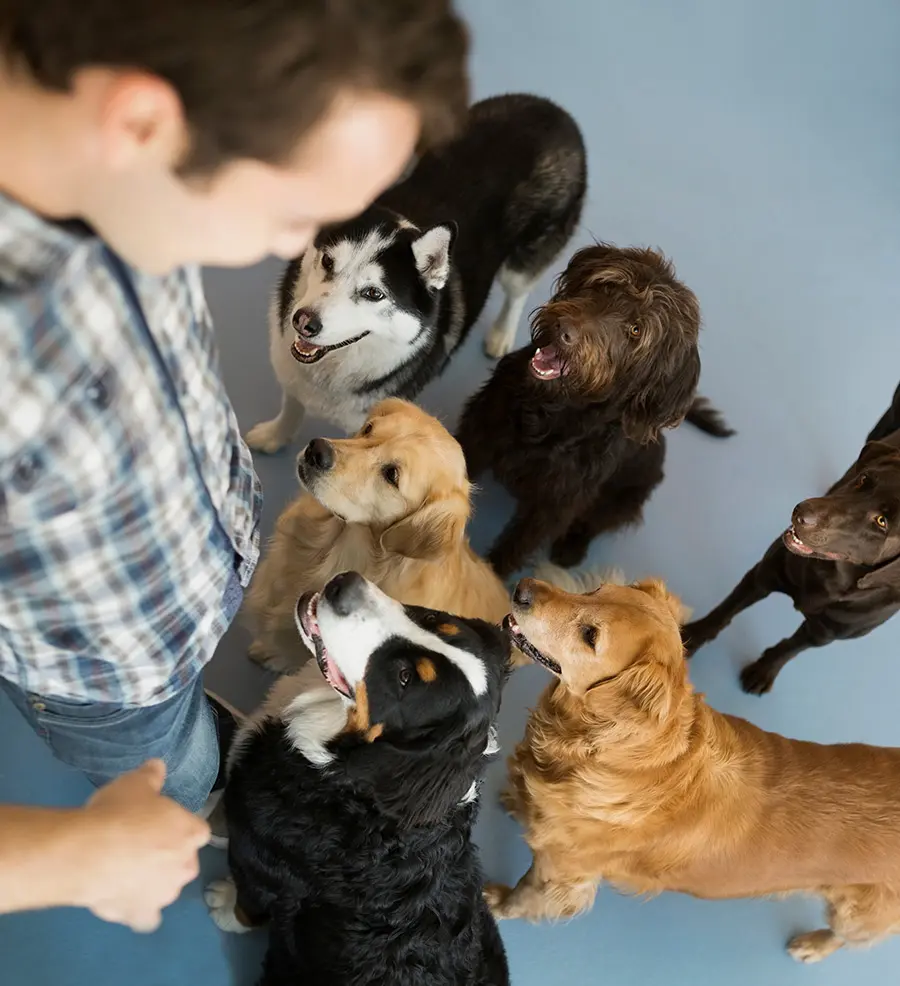 6 dogs at a man's feet looking up