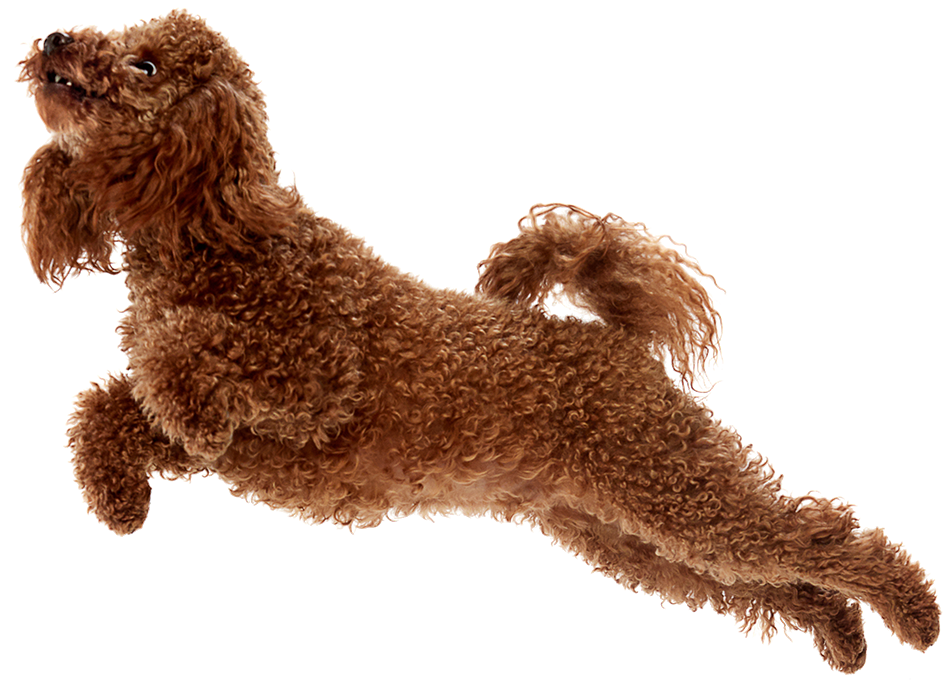 brown poodle jumping in the air