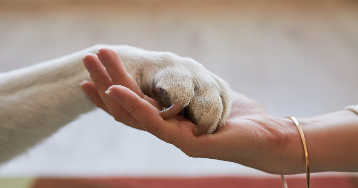 Happy Employees, Happy Pets: Building a Positive Culture in Your Pet Care Business