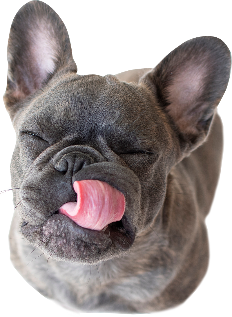 Frenchie dog with eyes closed licking his mouth