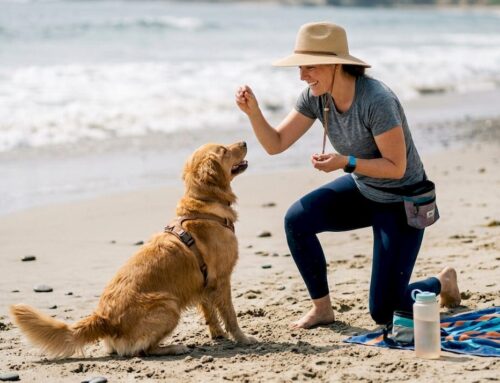 Doggy Daycare Training: Your Complete 2026 Guide