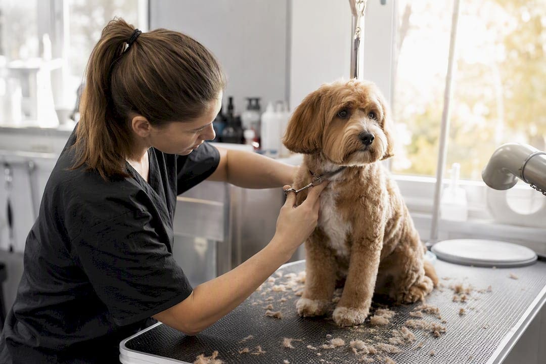 Professional groomer trimming dog's fur