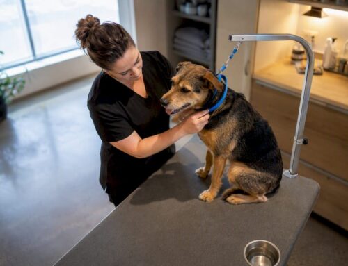 Avoid Fines and Lower Premiums: Workers’ Comp for Pet Business Owners