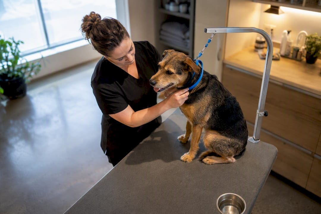 Worker practicing safe dog handling