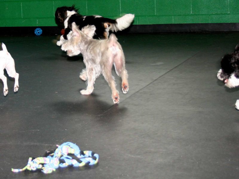 Four small dogs run through an indoor dog daycare facility on black mats.