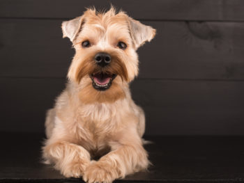 Close up of a small dog smiling at the camera with dark wood in the background.