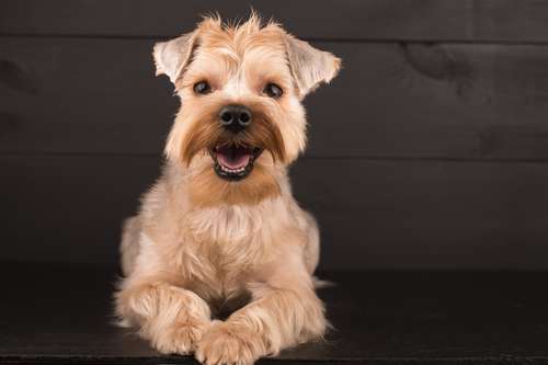 Close up of a small dog smiling at the camera with dark wood in the background.