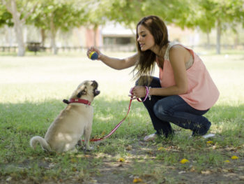 A woman shows a blue and yellow ball to her small dog who is sitting and ready to start playing.