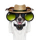 Photoshopped dog wearing a straw hat with the word "Safari" stitched in yellow on the black band. The dog is holding large black binoculars with green lenses and is wearing a compass on its black collar.