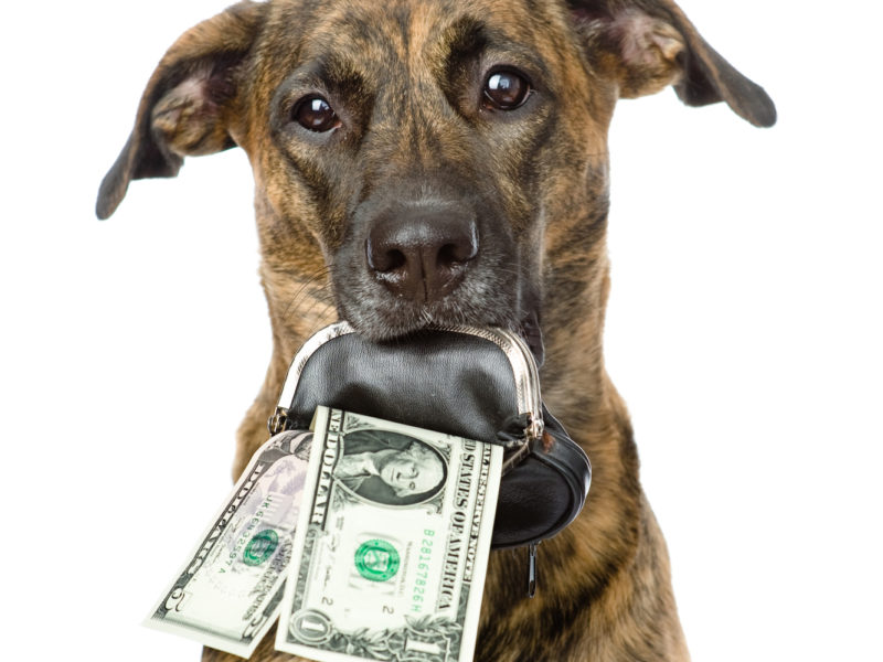 A dog with sad eyes and turned down ears stares ahead while clutching a small black-and-silver coin purse in its mouth. A five-dollar and one-dollar bill are coming out of the coin purse.