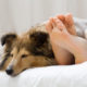 A Sheltie sleeps by its owners uncovered feet on a mattress with white sheets.
