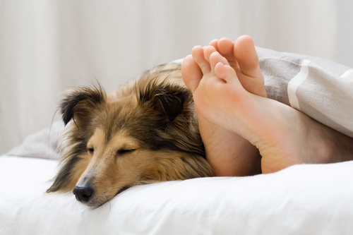 A Sheltie sleeps by its owners uncovered feet on a mattress with white sheets.