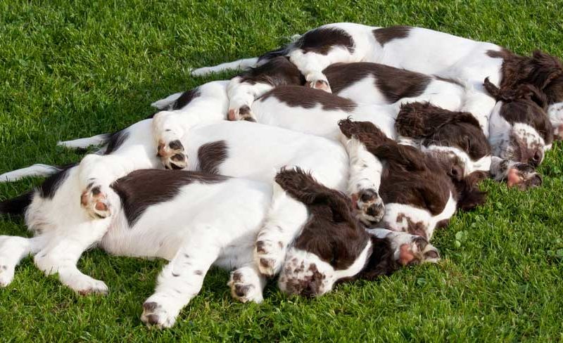 Five small puppies from the same litter nap on their sides in the grass with each one's hind leg draped over it's sibling's body.