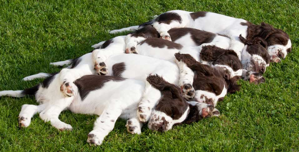 Five small puppies from the same litter nap on their sides in the grass with each one's hind leg draped over it's sibling's body.