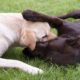 Two dogs lay in the green grass while playing with one another.