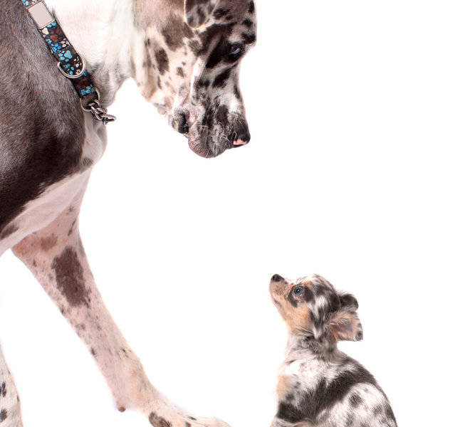 Big spotted dog looking down at a tiny spotted dog with similar black, white, and brown coloring.