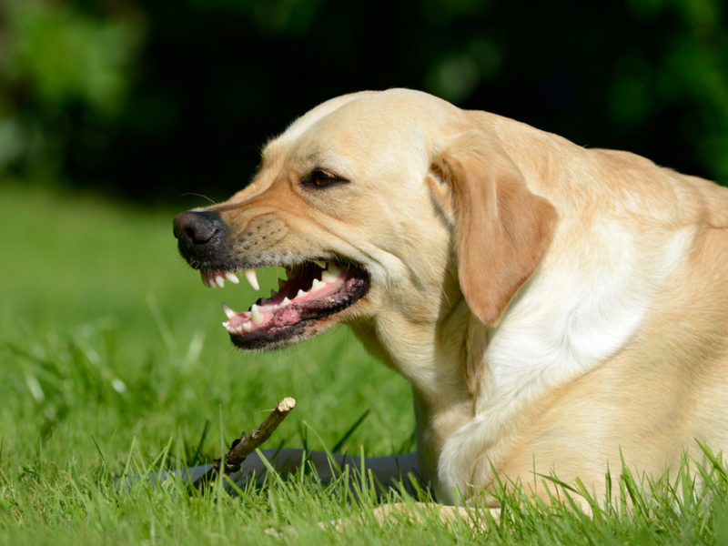 An angry dog bares its teeth while guarding the stick at its feet and lying in green grass.