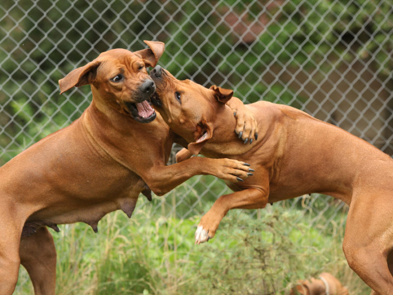 Two large brown dogs fight within a fenced area outside.